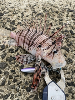 ミノカサゴの釣果