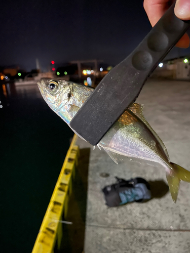 マアジの釣果