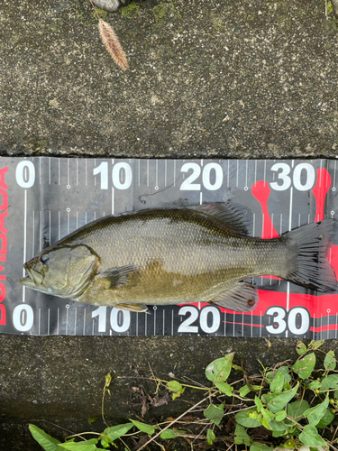 スモールマウスバスの釣果