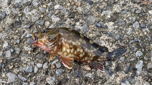 カサゴの釣果