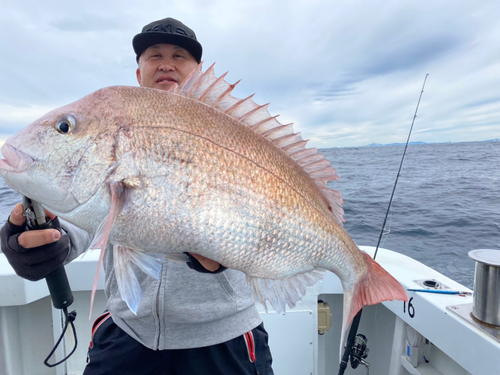 マダイの釣果