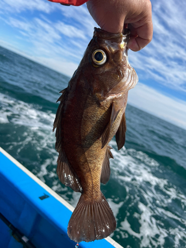 オキメバルの釣果