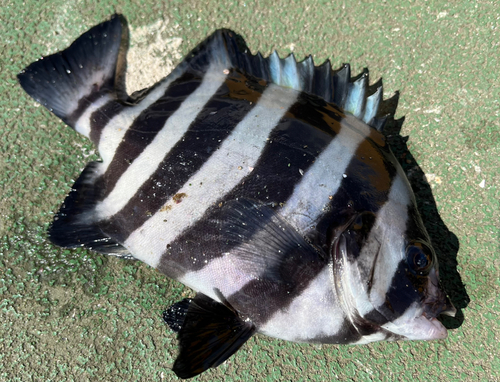 サンバソウの釣果