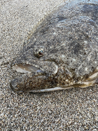 ヒラメの釣果