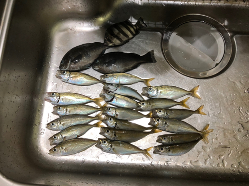 アジの釣果