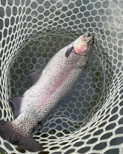 ニジマスの釣果