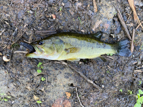 ブラックバスの釣果