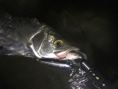 ヒラスズキの釣果