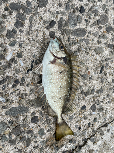 メジナの釣果