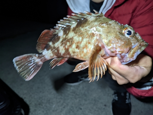 カサゴの釣果