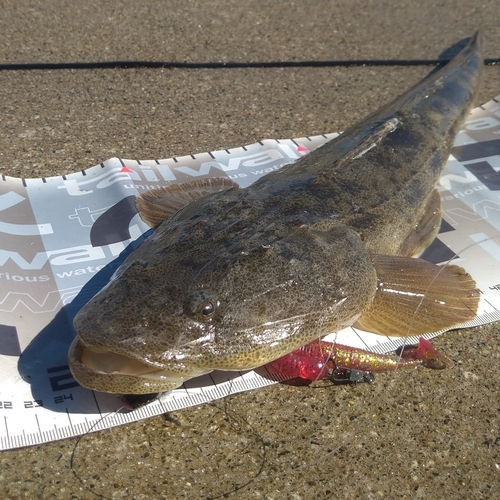 マゴチの釣果