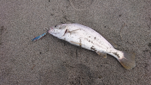 ニベの釣果