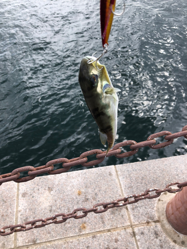 クサフグの釣果