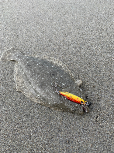 ソゲの釣果