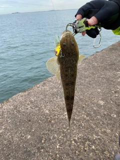 マゴチの釣果