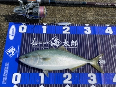 ワカシの釣果