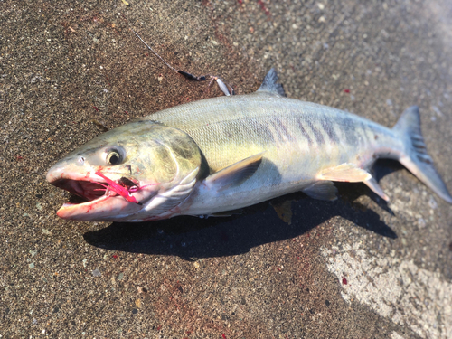 サケの釣果