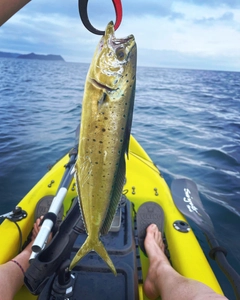 シイラの釣果