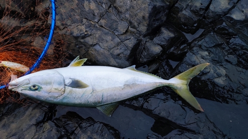 イナダの釣果