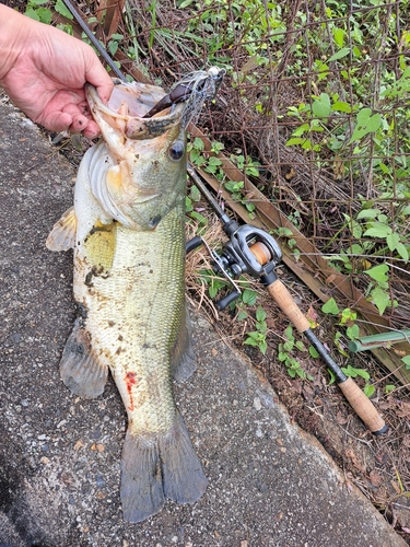 ブラックバスの釣果