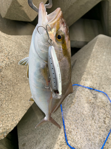 シオの釣果