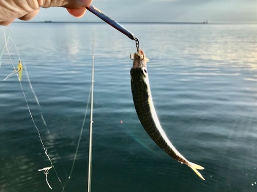 サバの釣果