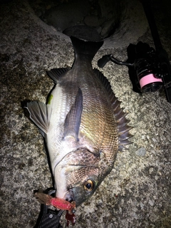 チヌの釣果