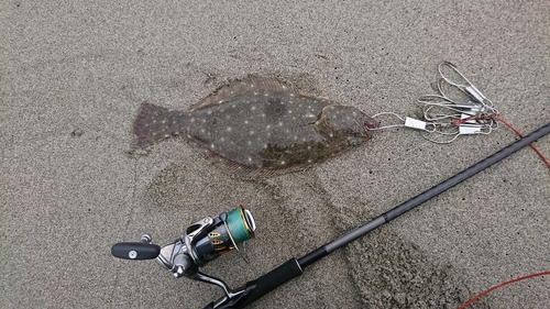 ヒラメの釣果