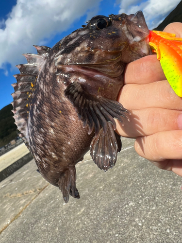 オウゴンムラソイの釣果