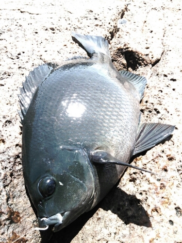 グレの釣果