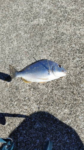 ヘダイの釣果