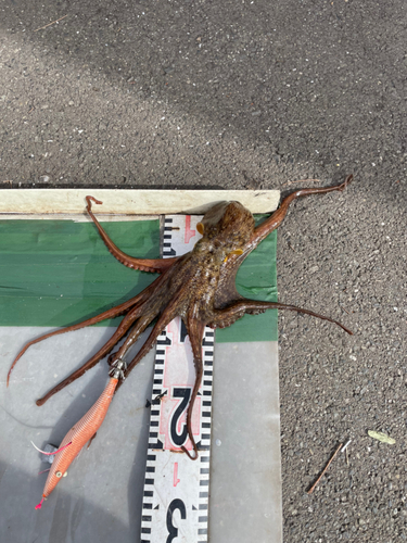 マダコの釣果