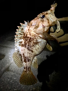 カサゴの釣果