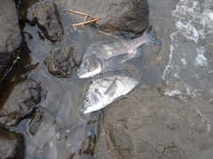 クロダイの釣果