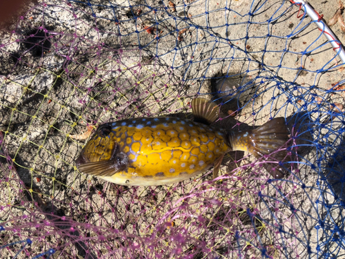 ハコフグの釣果