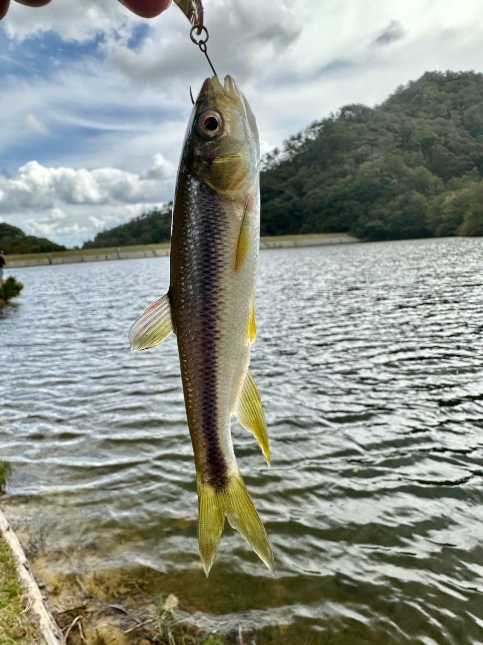 ニジマスの釣果写真