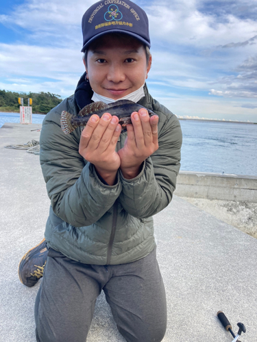 アイナメの釣果