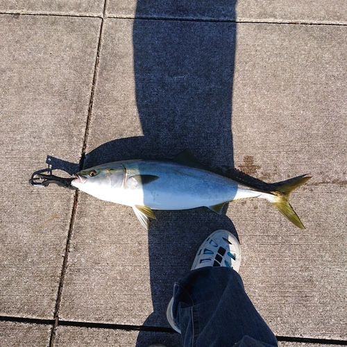 ワラサの釣果