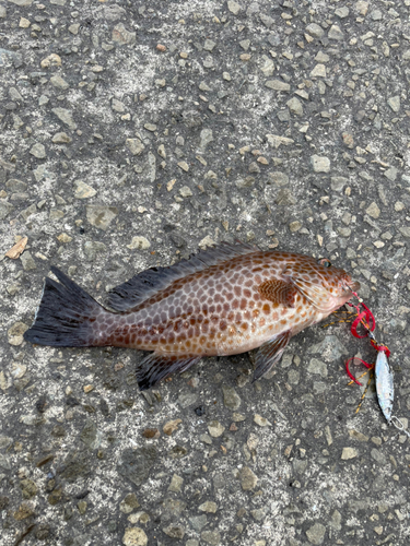 オオモンハタの釣果