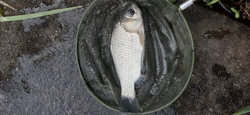 ヘラブナの釣果