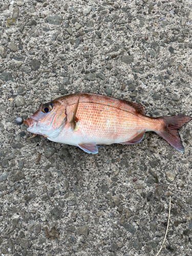 タイの釣果