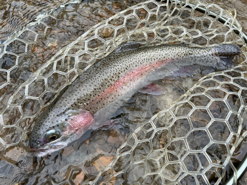 ニジマスの釣果