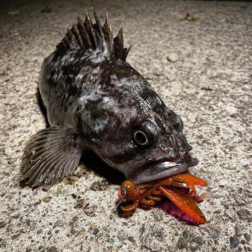 クロソイの釣果