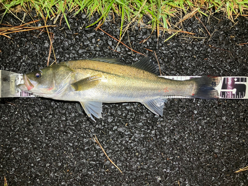 シーバスの釣果