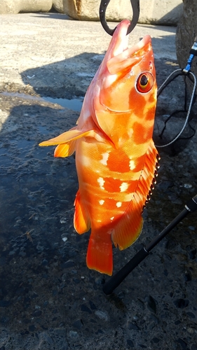 アカハタの釣果