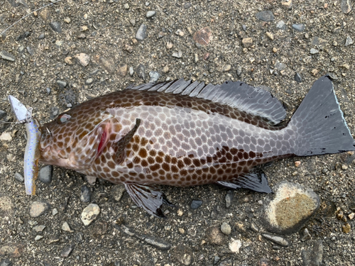 オオモンハタの釣果