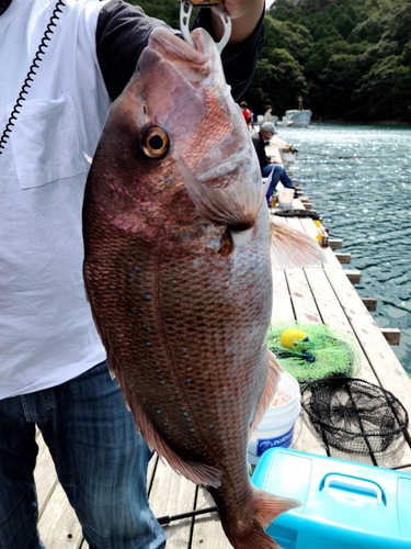 タイの釣果