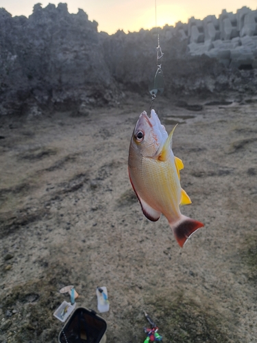 オヤビッチャの釣果