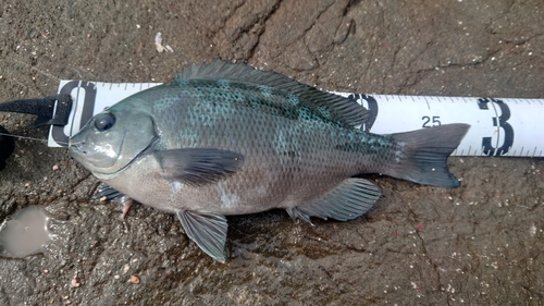 クチブトグレの釣果