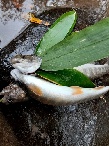 オショロコマの釣果